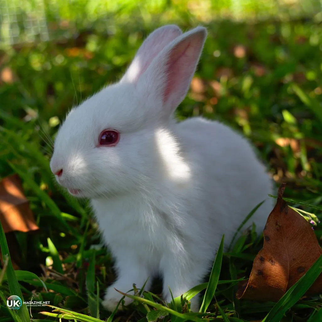 Cute Rabbit Puns